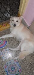 22 months old spitz dog available