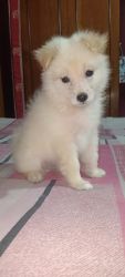 Want to sell 60 days old Spitz Puppy
