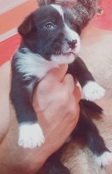 Black and White healthy puppies@ best rate