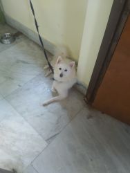 Spitz Female 1 year old for sale