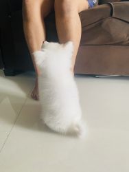 Japanese spitz just 3 months old