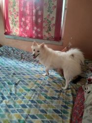 1 year old all vacination complete female spitz for sale