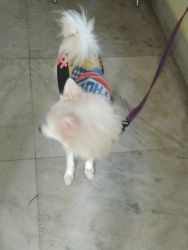10 months old Spitz female for sale
