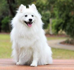 4 month old Spitz for sale