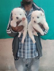 TrustDogSales White Spitz Pups For Sell Delhi