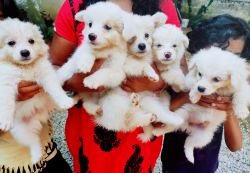 Spitz puppies for sale