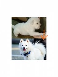 INDO-AMERICAN SPITZ PUPPIES FOR SELL