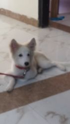 5 months spitz for sale