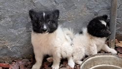 BLACK & White Spitz puppies