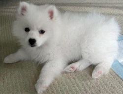Spitz puppy looking for a good family