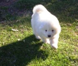spitz male pup available