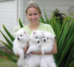 Japanese Spitz pure Breed Puppies