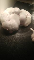 For sale pure bred spitz puppies