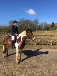 Beautiful Sports Horse For Sale