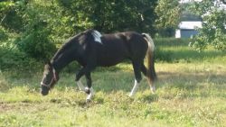 Beginner Ridden Laid Back Trail Horse For Sale.
