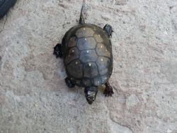 Beautiful juvenile spotted turtle