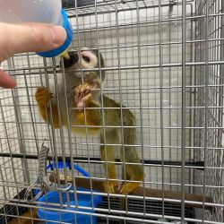 Squirrel monkey,cheap squirrel monkey,Squirrel monkey for sale