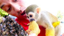 Astounding Squirrel Monkeys Available.