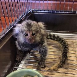 Marmosets baby monkeys for sale