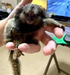 Marmosets baby monkeys for sale contact for rehoming fee if intereste