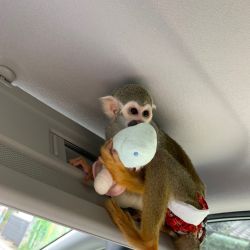 squirrel monkeys for adoption