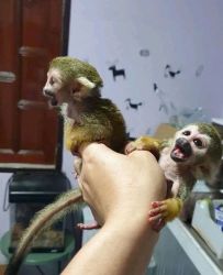 Adorable baby Squirrel monkeys for adoption