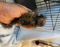 Adorable Marmoset Monkey up for discussion