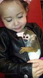 Baby rhesus monkey