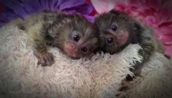 Geoffrey Marmoset Monkey Babies