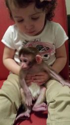 4 month old Patas monkey