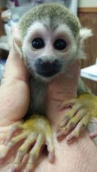 Marmoset Monkey Babies, finger monkeys,