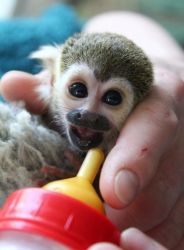 I have a squirrel monkey up for adoption