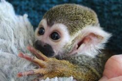 Home Trained Female squirrel monkey