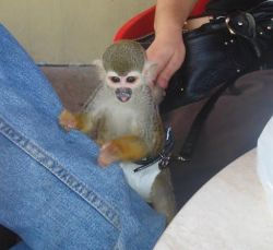 two cute home trained Baby Squirrel Monkeys