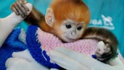 cute little baby Langur monkey needs new home