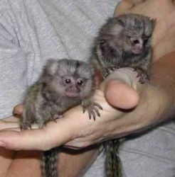 9 Weeks Old Finger Baby Marmoset Monkeys