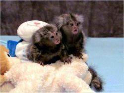 2 Finger marmoset monkeys