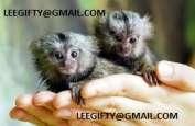 Tamed Baby marmoset Monkeys
