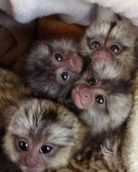 Pygmy Marmoset Baby Monkeys