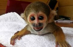 Baby Squirrel Monkeys available