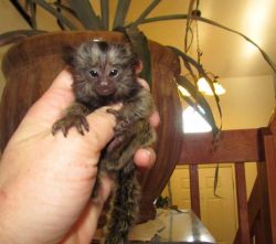 sweet baby marmoset monkeys