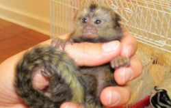 Cinnamon female Capuchin she is about