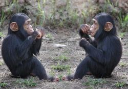 Chimpanzee Monkeys- Text Us xxx-xxx-xxxx