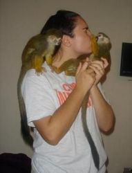 Beautiful Squirrel Monkeys available