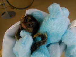 ♥Well Trained Pygmy Marmoset Monkeys for Sale ,these babies are Lovely