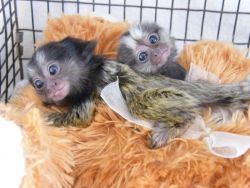 Marmoset Monkeys due any day