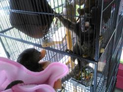 We have a male and female Marmoset monkeys for sale. These monkeys hav