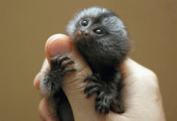 Nice marmoset and capuchin monkeys for adoption. Text(xxxxxxxxxx