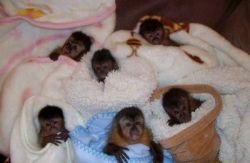 loving Marmoset monkeys,11 weeks old... Pure-bred. Months 36lbs Up to