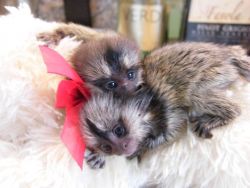 Cute pygmy marmoset monkeys for adoption call or text at (xxx)xxx-xxxx